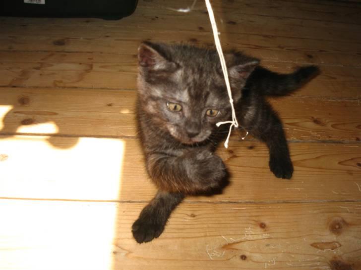 Huskat Åse billede 8