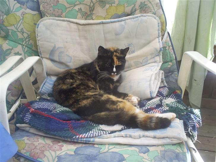 Huskat sussi R.I.P billede 1