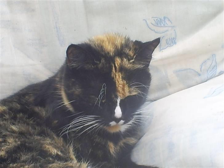 Huskat sussi R.I.P billede 2