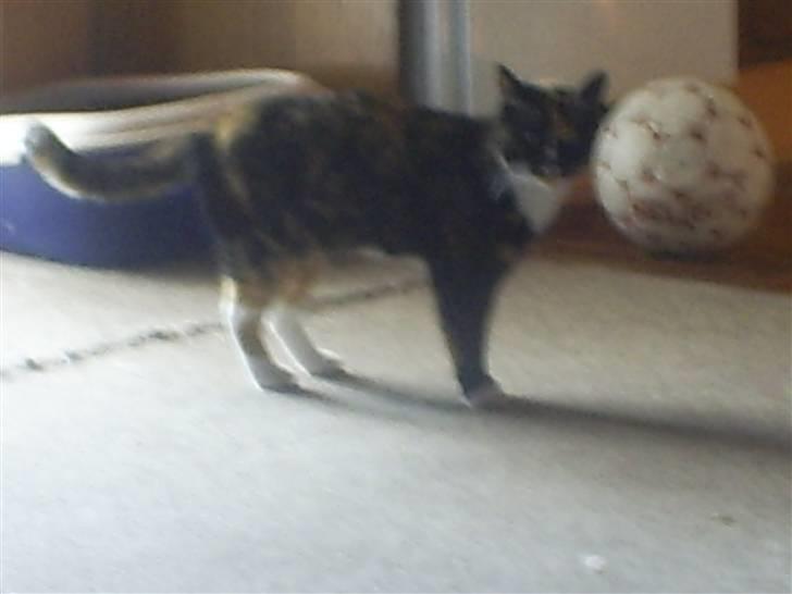 Huskat sussi R.I.P billede 3