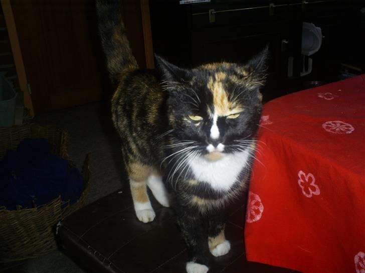 Huskat sussi R.I.P billede 4