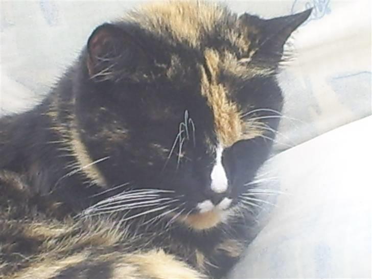 Huskat sussi R.I.P billede 5