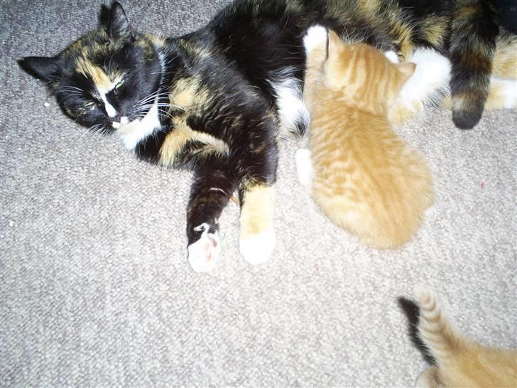 Huskat sussi R.I.P billede 6