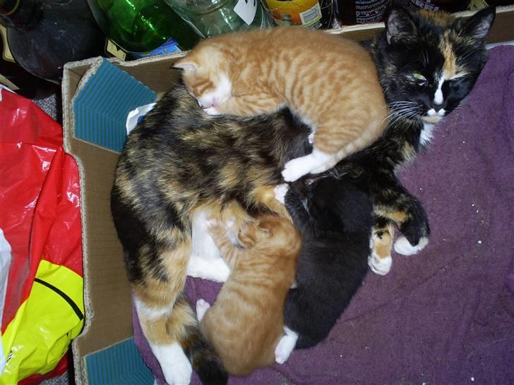 Huskat sussi R.I.P billede 7