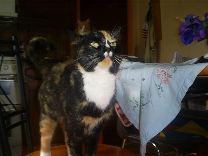 Huskat sussi R.I.P billede 8