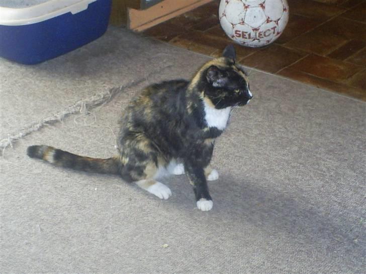 Huskat sussi R.I.P billede 9