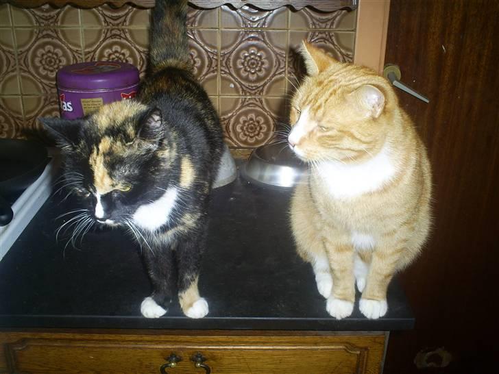 Huskat sussi R.I.P - Sussi og hendes 6års søn billede 10