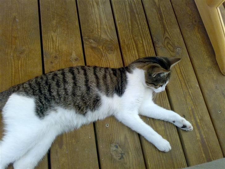 Huskat Snoopy - puha blev for varmt oppe i solen, ned i skyggen. billede 6