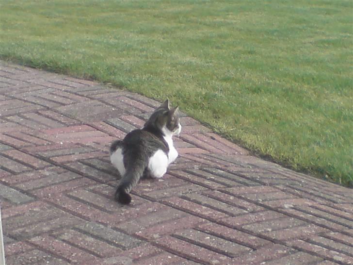 Huskat Snoopy - gad vide om det er køligere herude?? billede 7