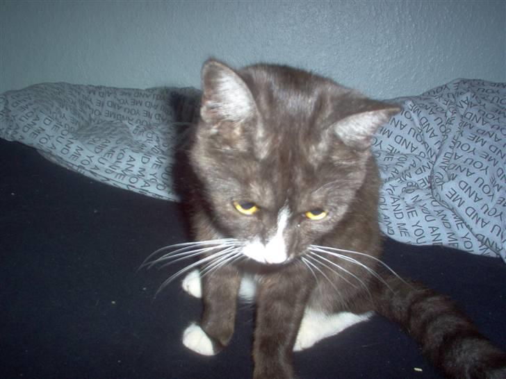 Huskat Mismor billede 1