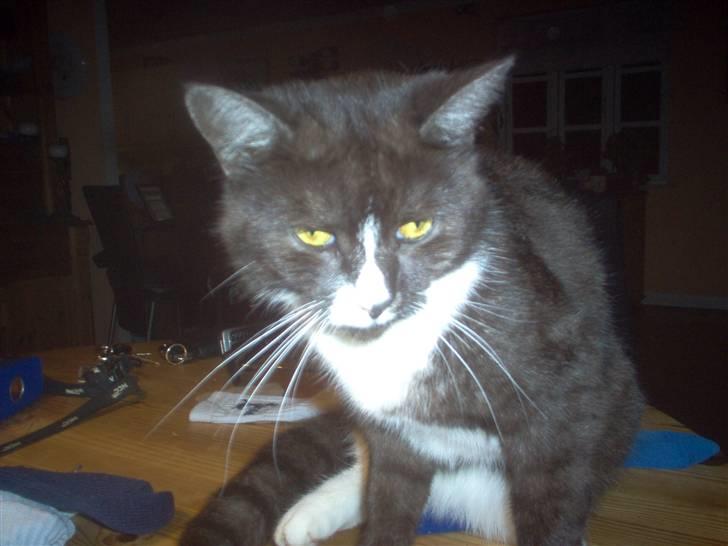 Huskat Mismor billede 2