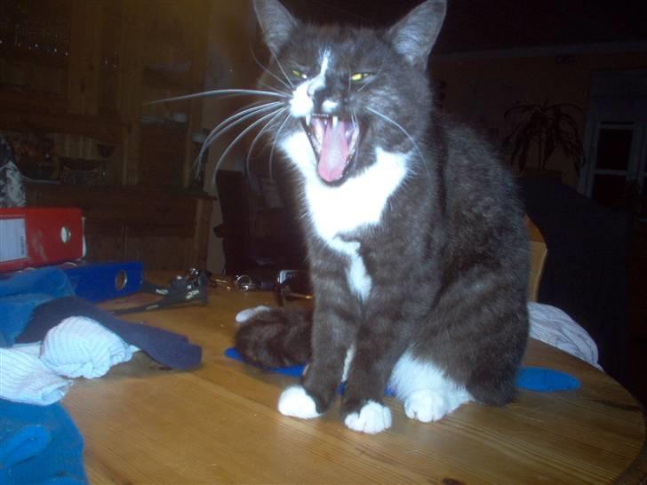 Huskat Mismor billede 3