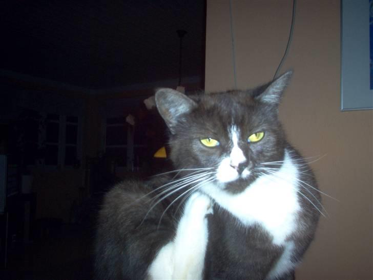 Huskat Mismor billede 4