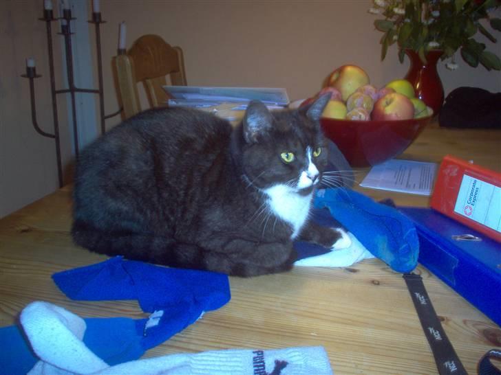 Huskat Mismor billede 5