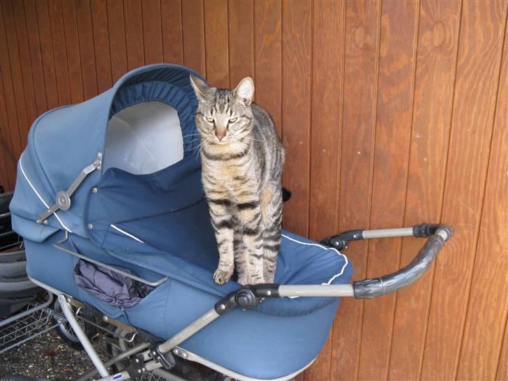 Huskat Tristan - HALLO... Der ligge et barn her...fjern det jeg kan jo ikke være der....!!! billede 17