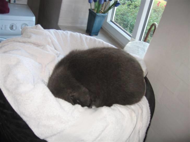 Huskat Cigurt - ligger man lige mærkeligt eller hvad :0) billede 14