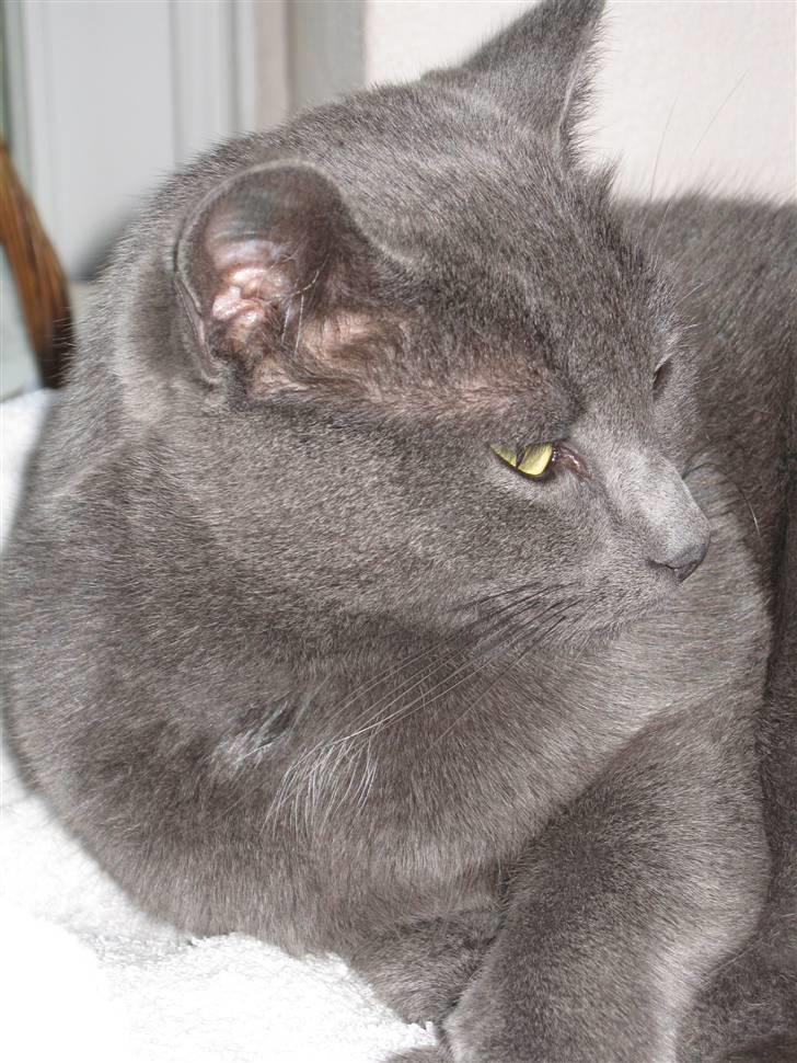 Huskat Cigurt billede 15