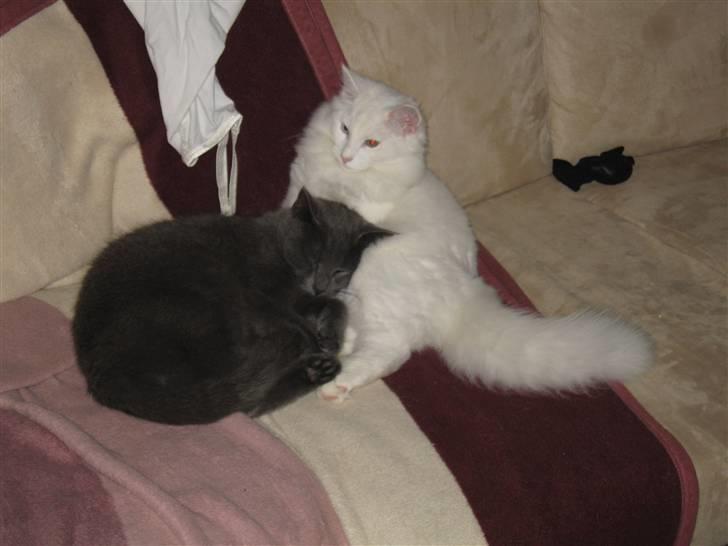 Huskat Cigurt - sover dejlig blødt.. billede 16