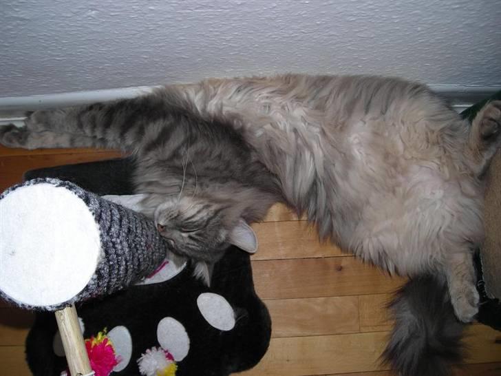 Norsk Skovkat Balou billede 20