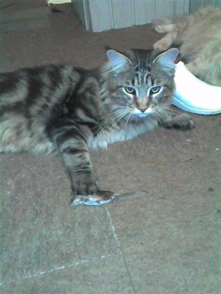 Maine Coon Belmicoon´s El´Dorro billede 17