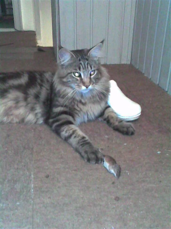 Maine Coon Belmicoon´s El´Dorro billede 18