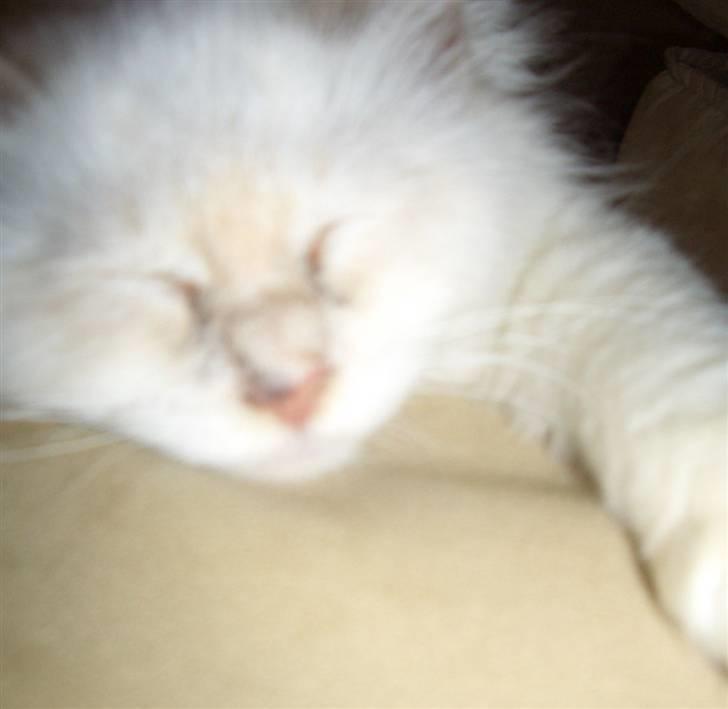 Hellig Birma SHIA  billede 8