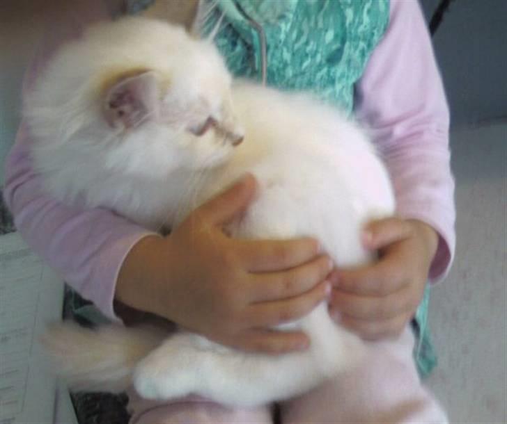 Hellig Birma SHIA  billede 9