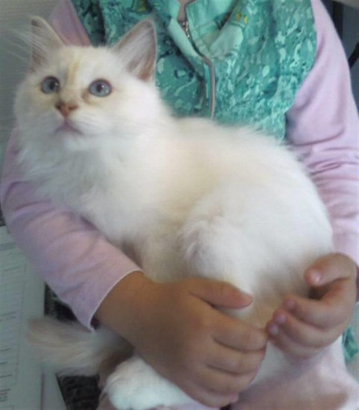 Hellig Birma SHIA  billede 10