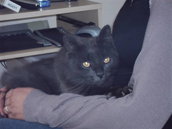 Blanding af racer fluffy *bortgivet* *RIP* billede 1