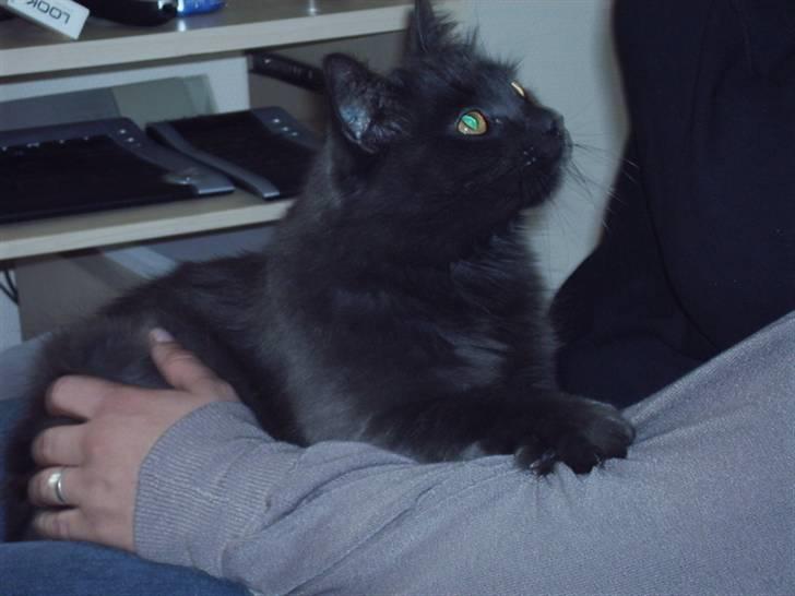 Blanding af racer fluffy *bortgivet* *RIP* billede 2