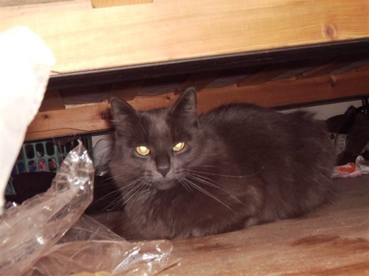 Blanding af racer fluffy *bortgivet* *RIP* billede 3