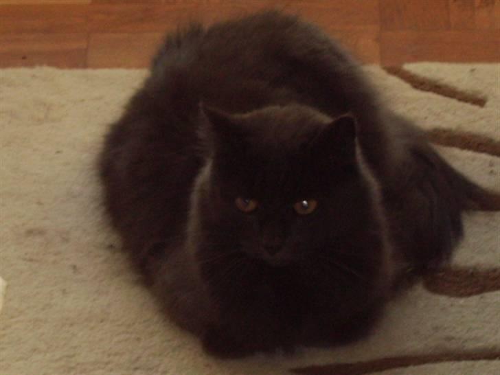 Blanding af racer fluffy *bortgivet* *RIP* billede 4