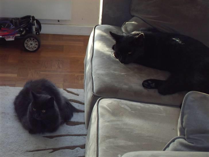 Blanding af racer fluffy *bortgivet* *RIP* billede 5