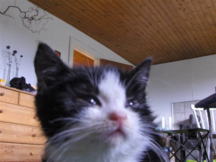 Huskat Nala - hmm sulten... billede 1