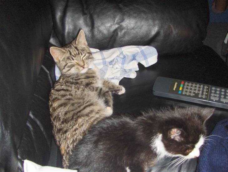 Huskat Nala - Nala og Miv hygger billede 2