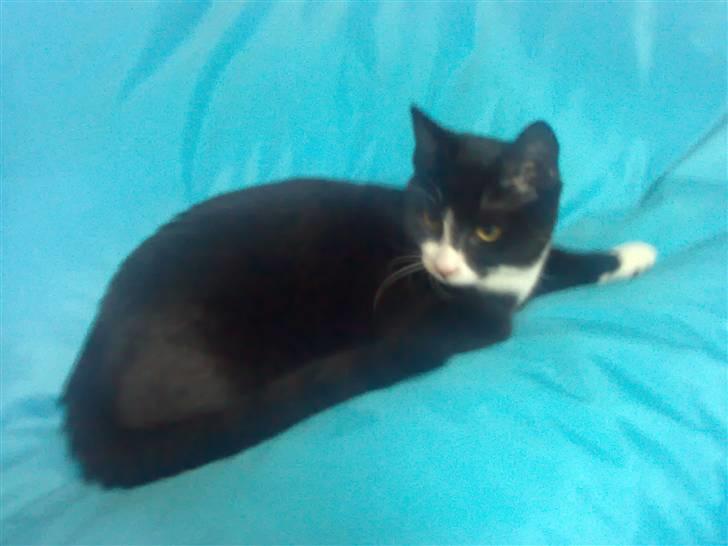 Huskat Niels - Niels 8 mdr.... billede 1