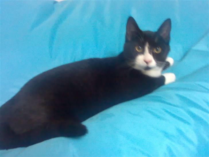 Huskat Niels billede 2