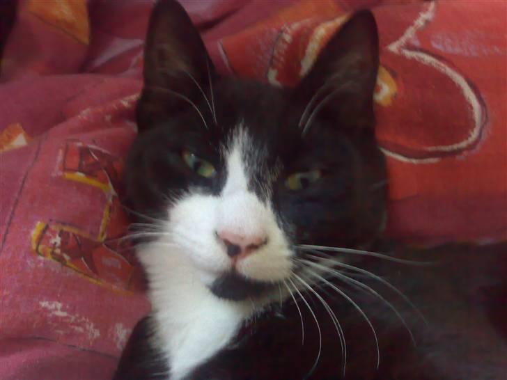 Huskat Niels billede 3