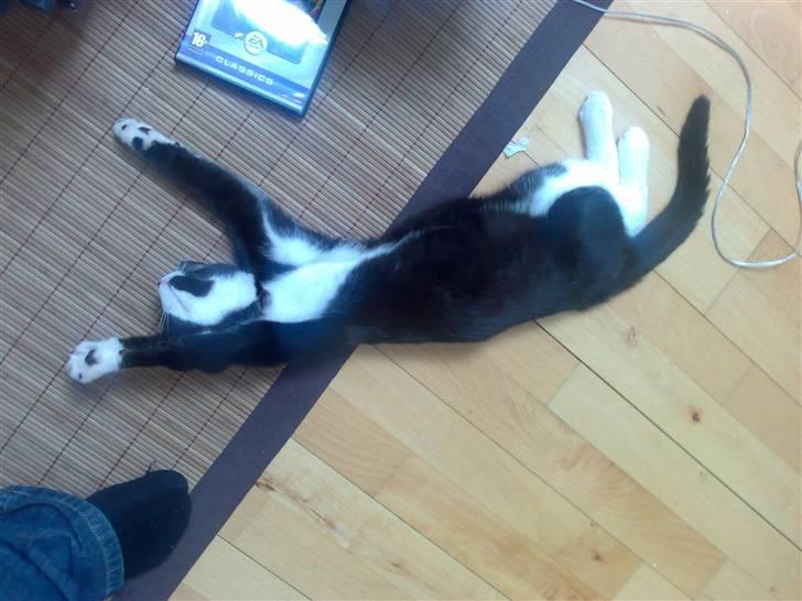 Huskat Niels billede 4