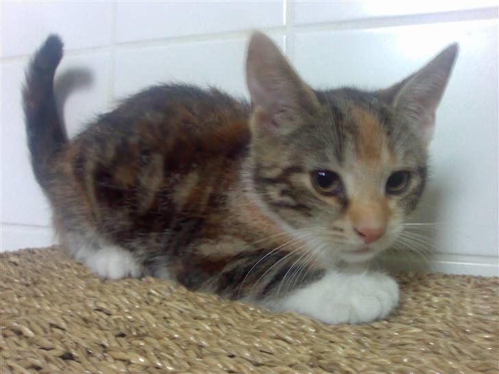 Blanding af racer Nala billede 1