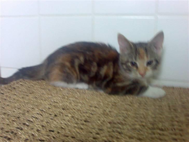 Blanding af racer Nala billede 2