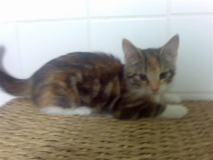 Blanding af racer Nala billede 3