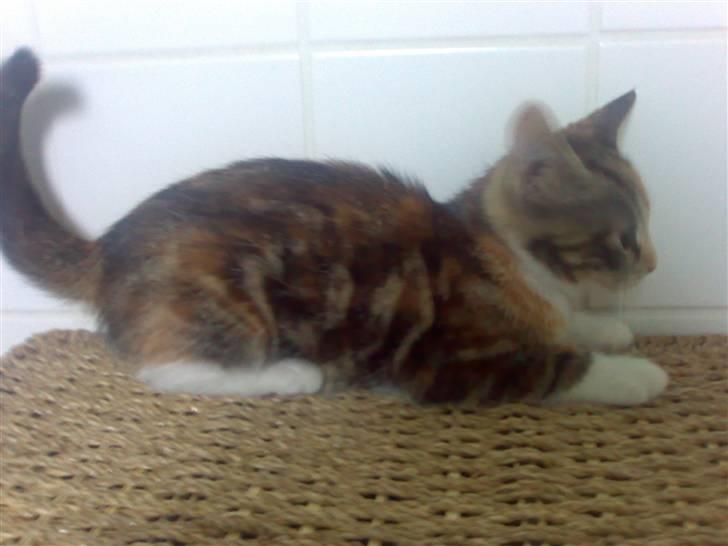 Blanding af racer Nala billede 4