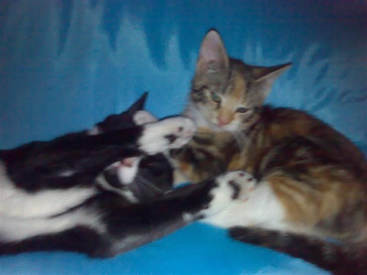 Blanding af racer Nala - Niels og Nala efter en MEGET hård dag... billede 5