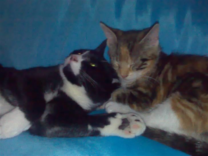 Blanding af racer Nala billede 6