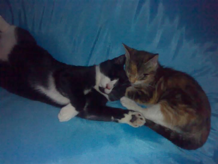 Huskat Niels - Niles og Nala hygger sig... :-D billede 6