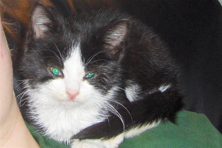 Huskat Nala - Hyggeligt og sidde på mors skulder. billede 3