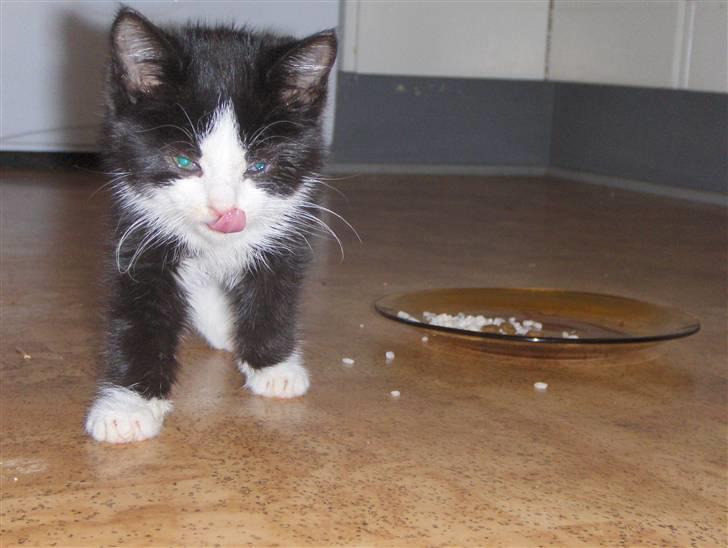 Huskat Nala - mmh der er ikke noget bedere en risgrød. billede 4