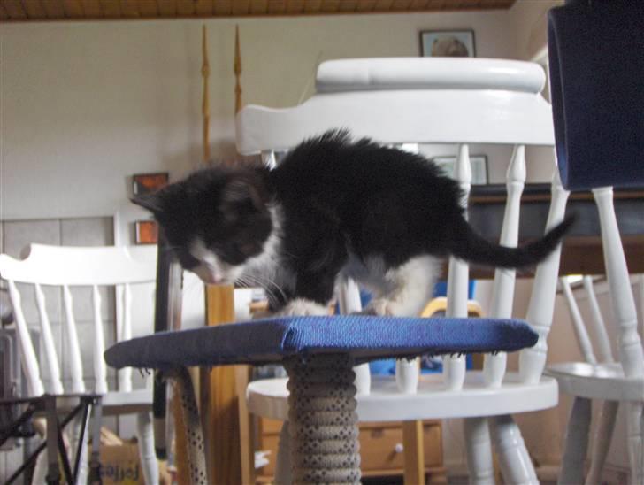 Huskat Nala - Hvordan kommer jeg mun ned igen..? billede 5