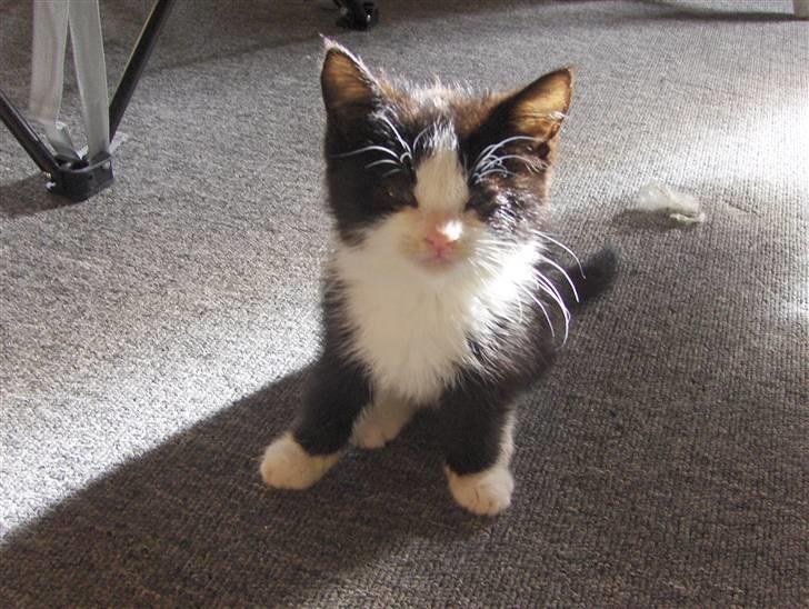 Huskat Nala - Hej. billede 6